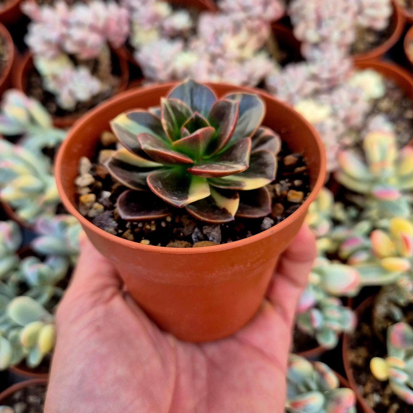 Echeveria ’Melaco’ variegada