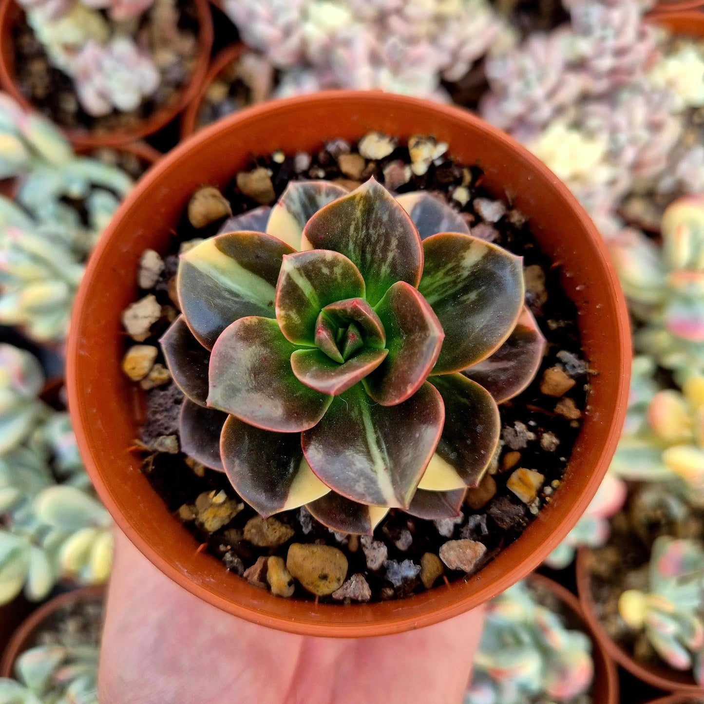 Echeveria ’Melaco’ variegada