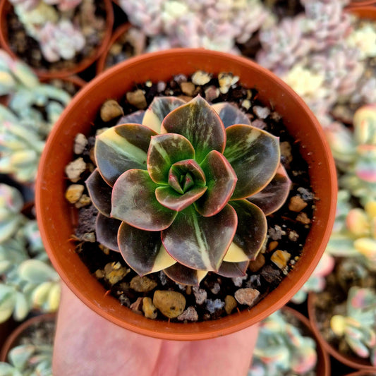 Echeveria ’Melaco’ variegada