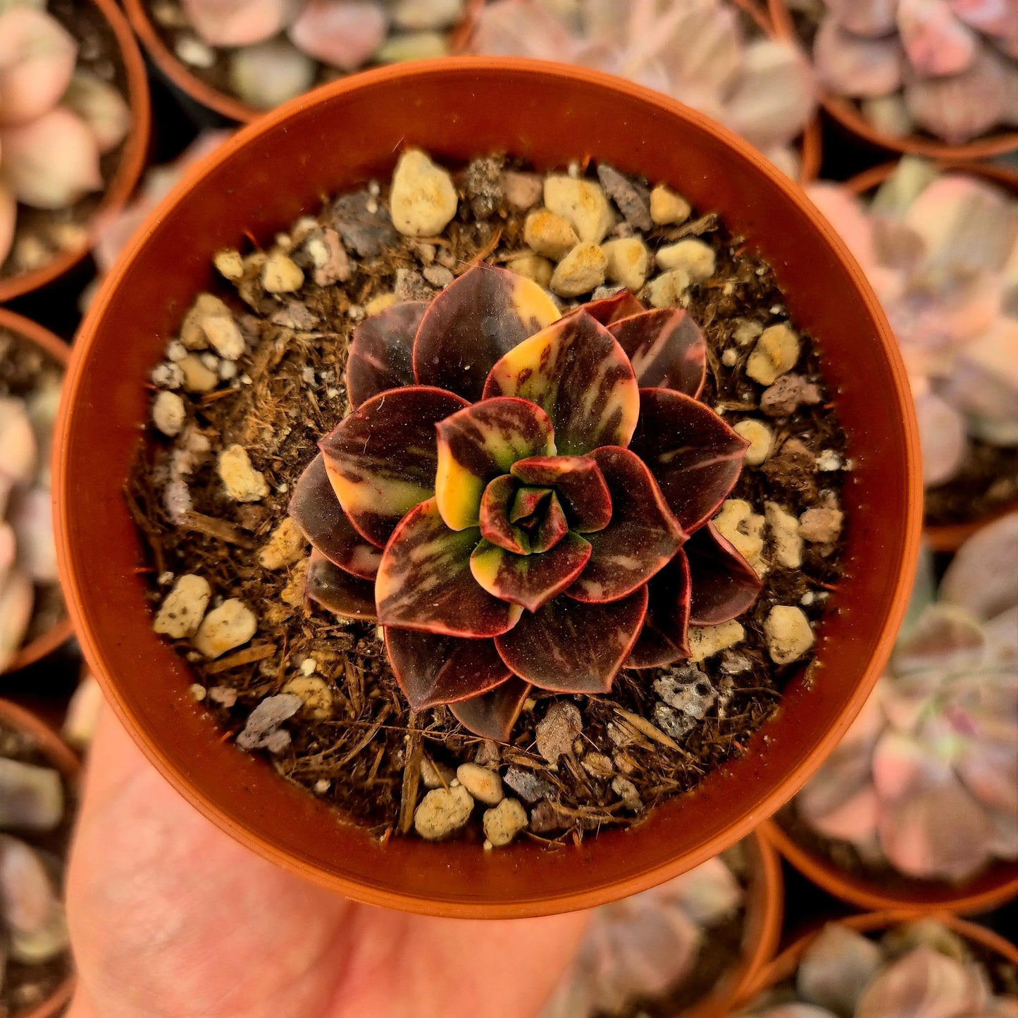 Echeveria ’Melaco’ variegada