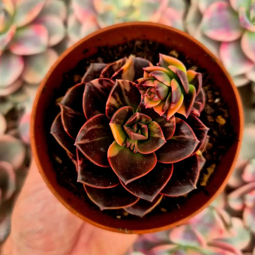 Echeveria ’Melaco’ variegada
