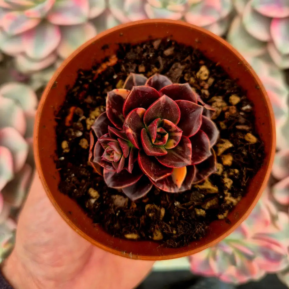 Echeveria ’Melaco’ variegada