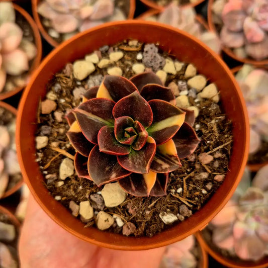 Echeveria ’Melaco’ variegada