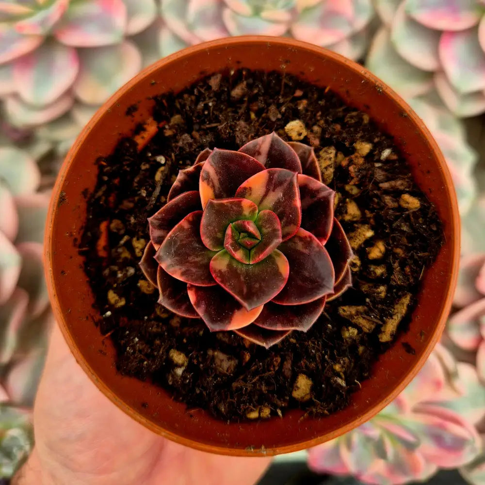 Echeveria ’Melaco’ variegada