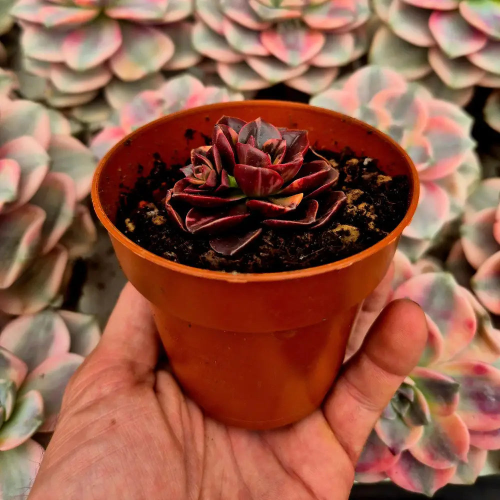 Echeveria ’Melaco’ variegada