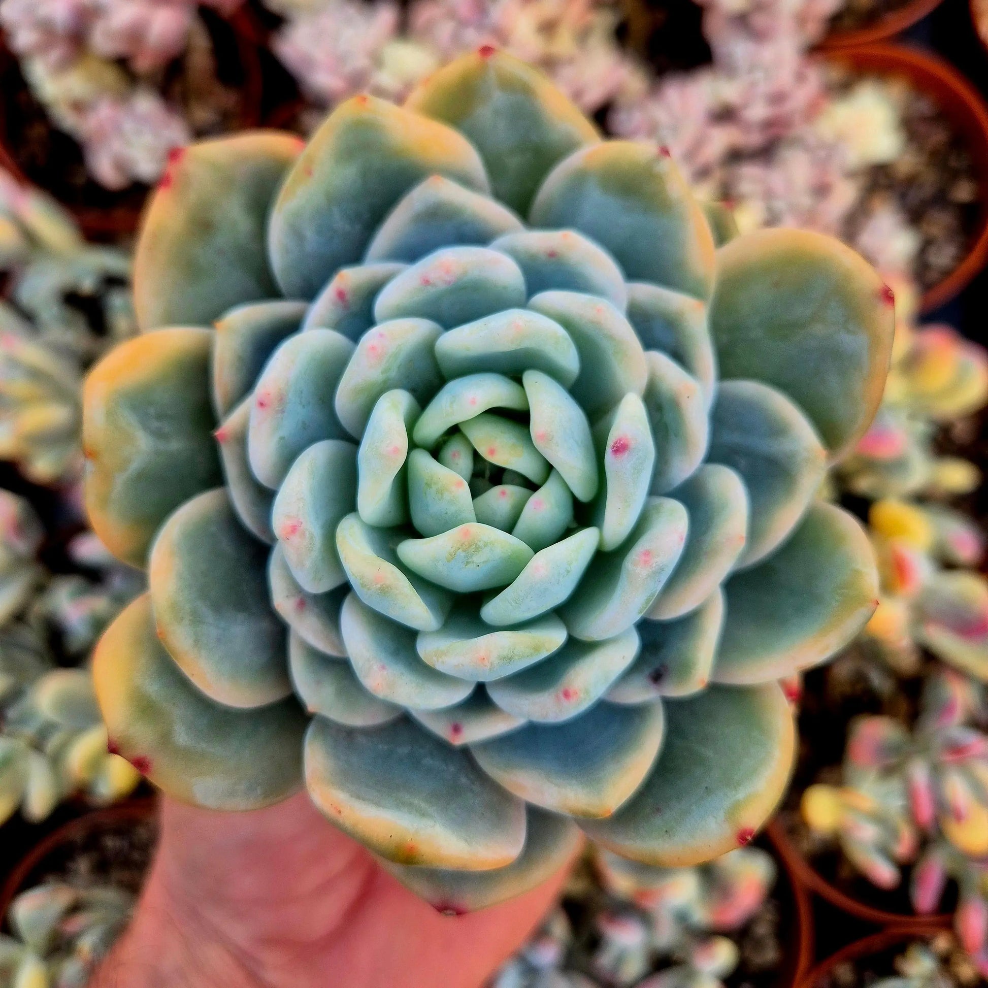 Echeveria ’Monroe’ variegada