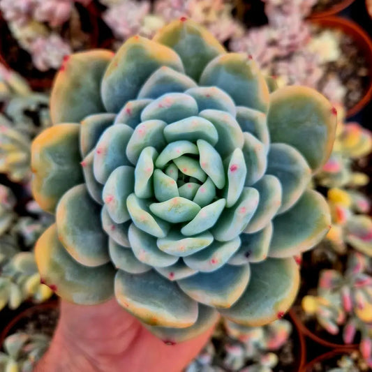 Echeveria ’Monroe’ variegada