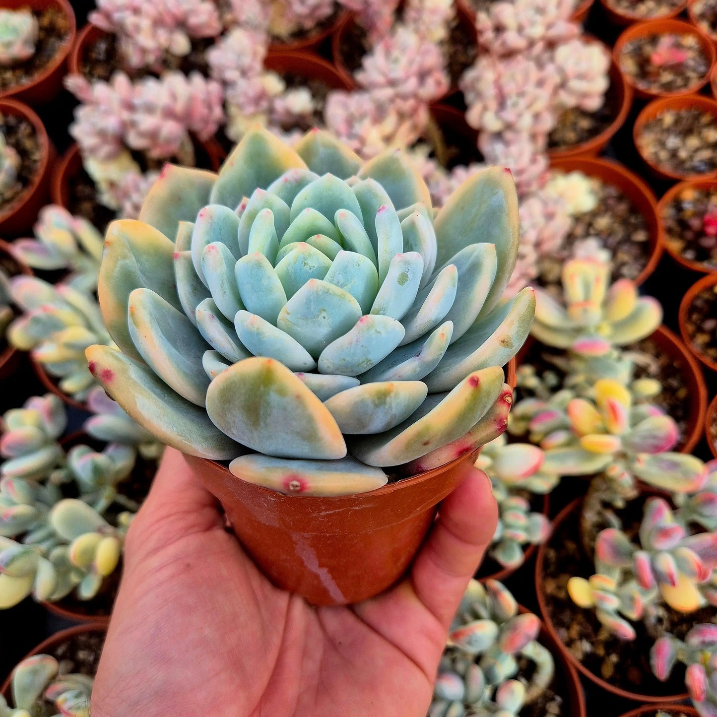 Echeveria ’Monroe’ variegada