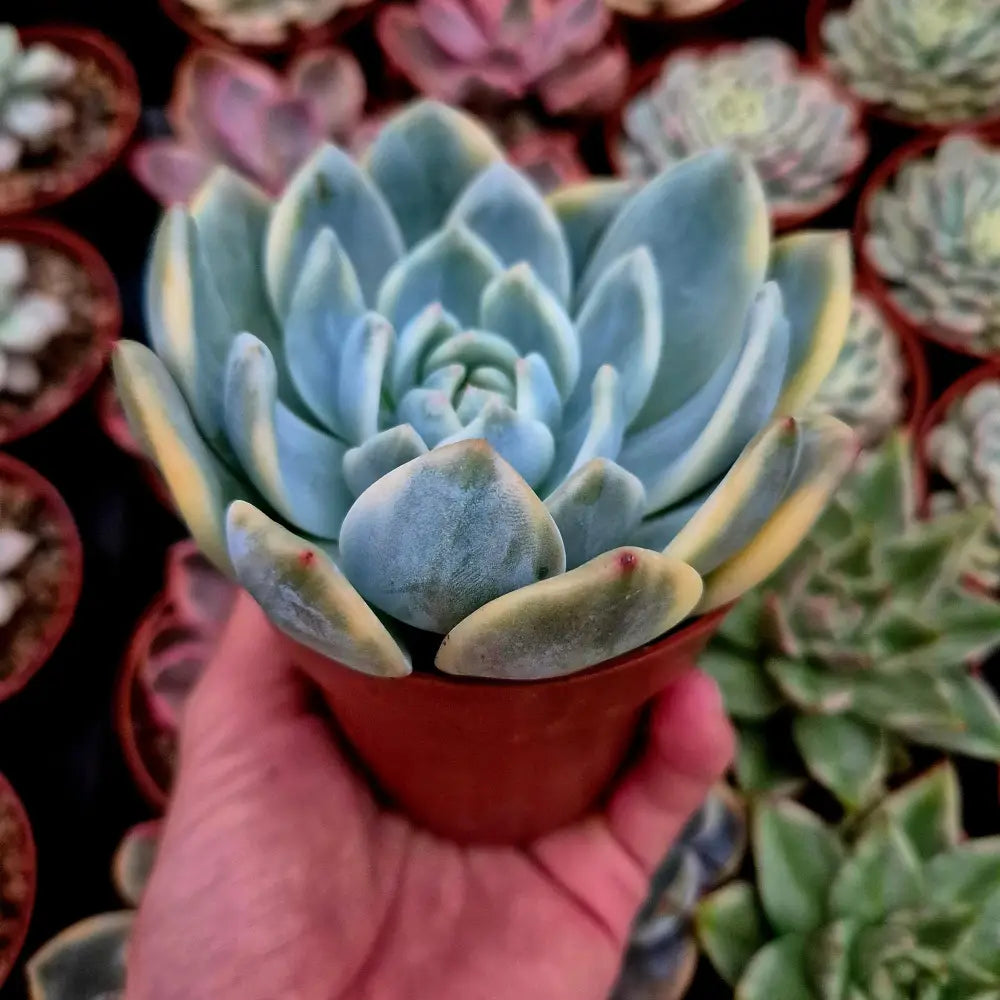 Echeveria ’Monroe’ variegada