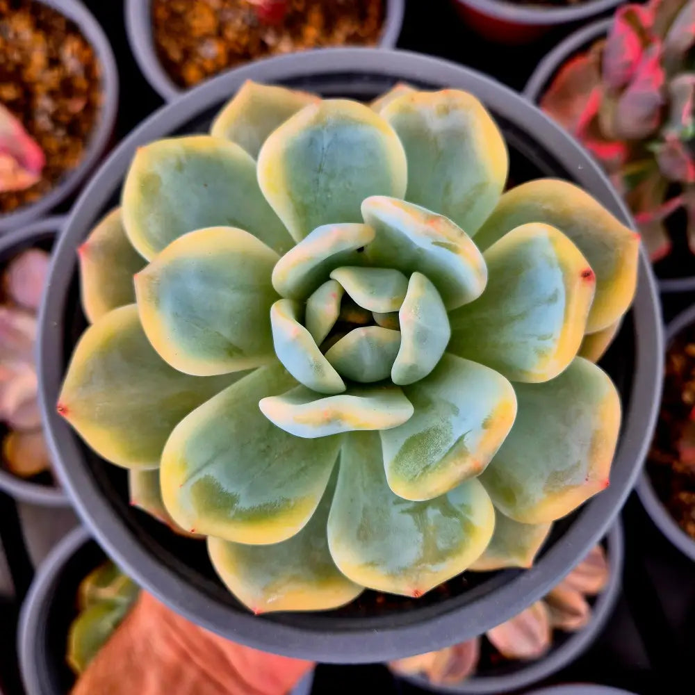 Echeveria ’Monroe’ variegada XXL