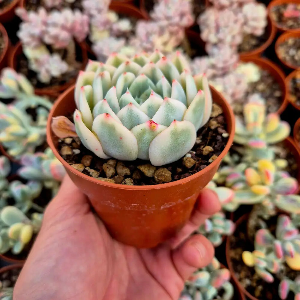 Echeveria ’Moon Fairy’ variegada
