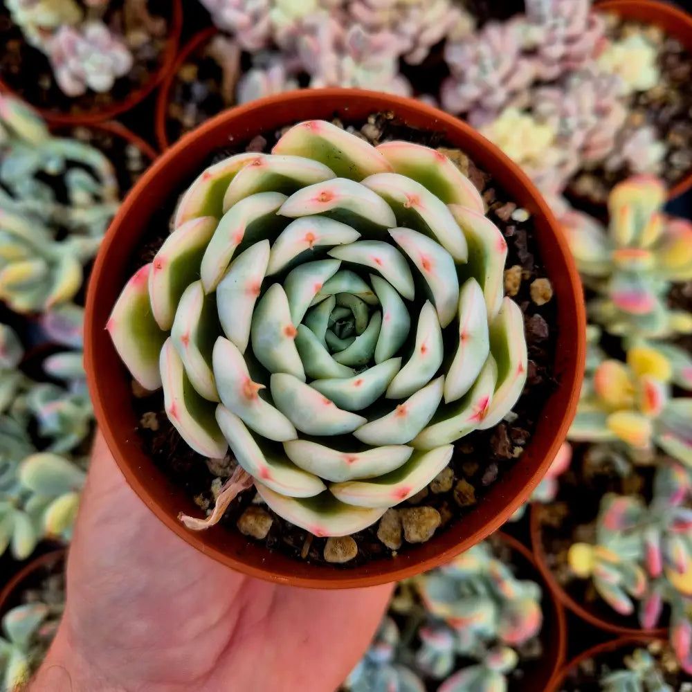 Echeveria ’Moon Fairy’ variegada