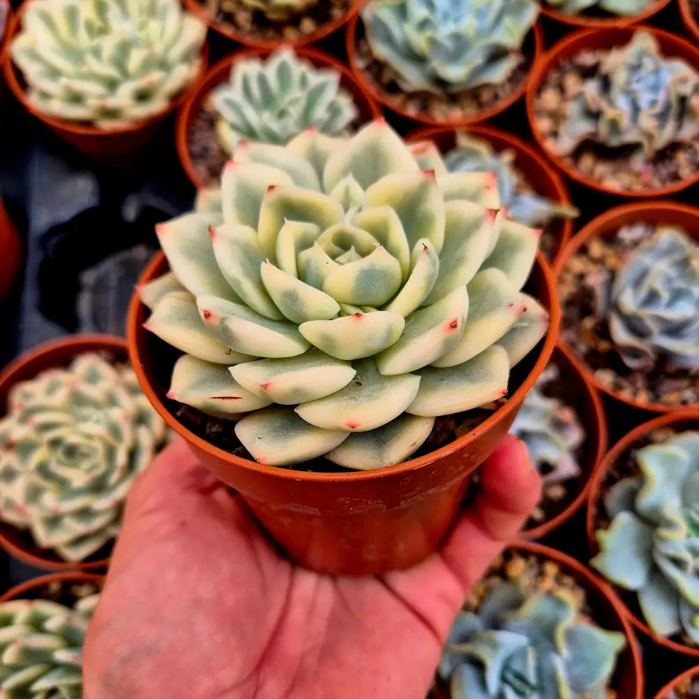 Echeveria ’Moon Fairy’ variegada