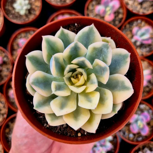 Echeveria ’Moon Fairy’ variegada