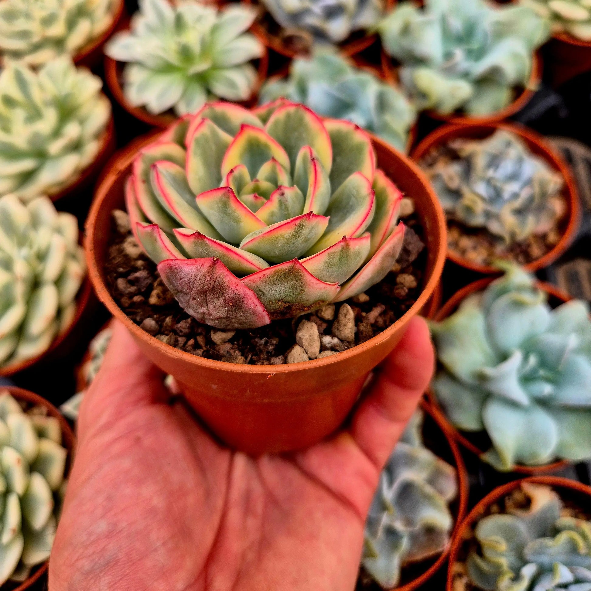 Echeveria ’Morning Dew’ variegada