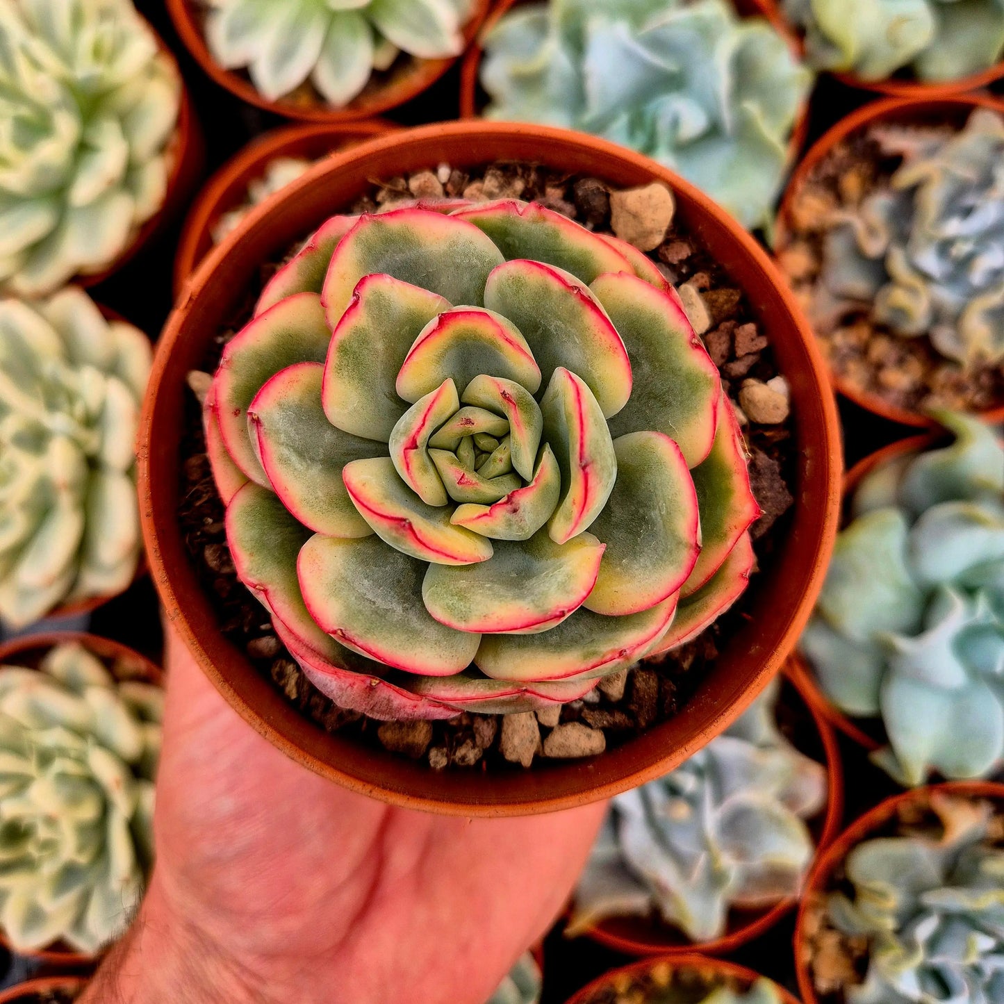 Echeveria ’Morning Dew’ variegada
