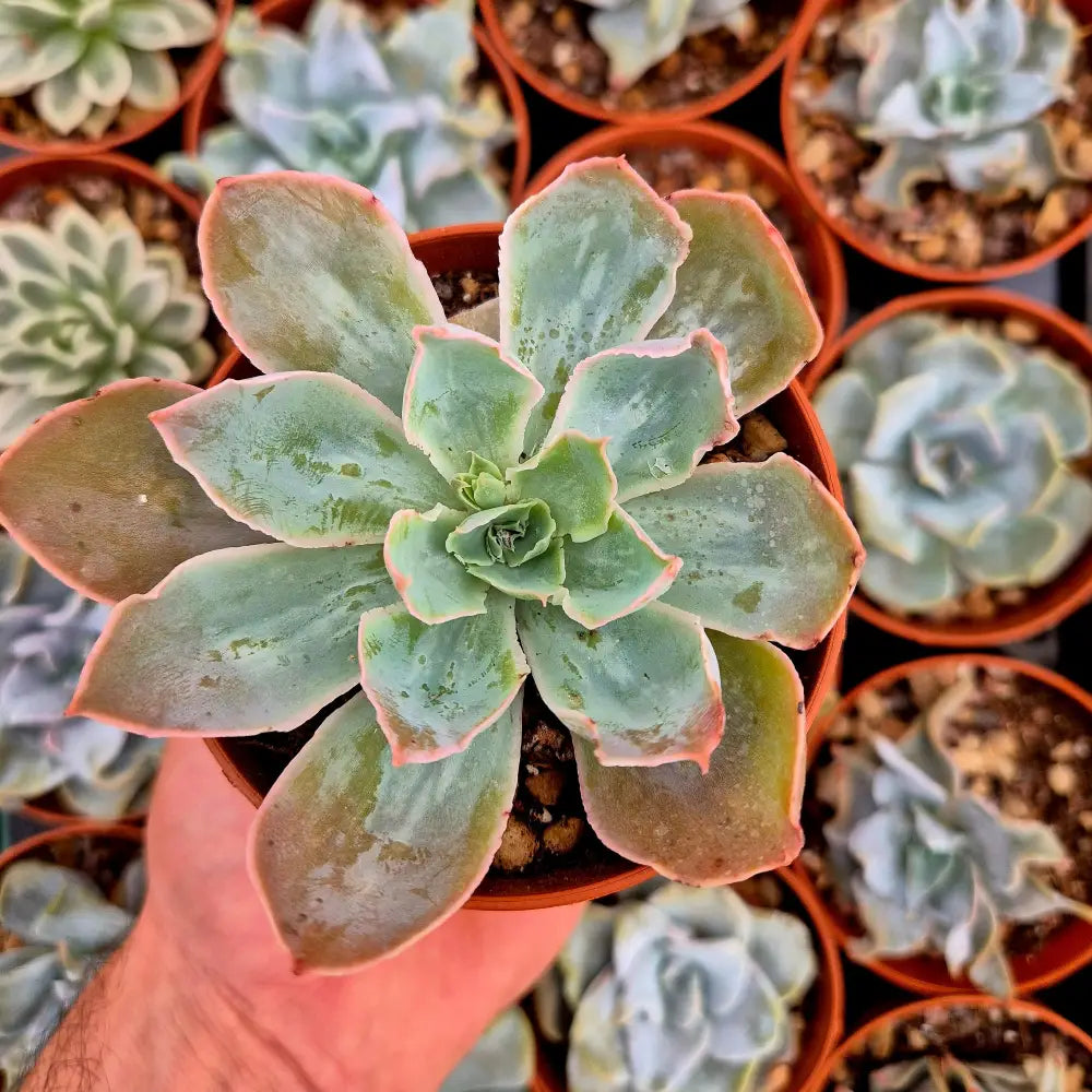 Echeveria ’Nebula’