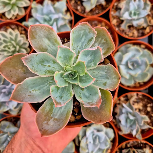 Echeveria ’Nebula’