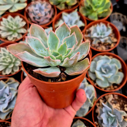 Echeveria ’Nebula’