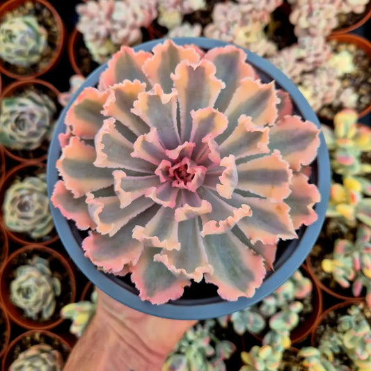 Echeveria ’Neon Breakers’ variegada