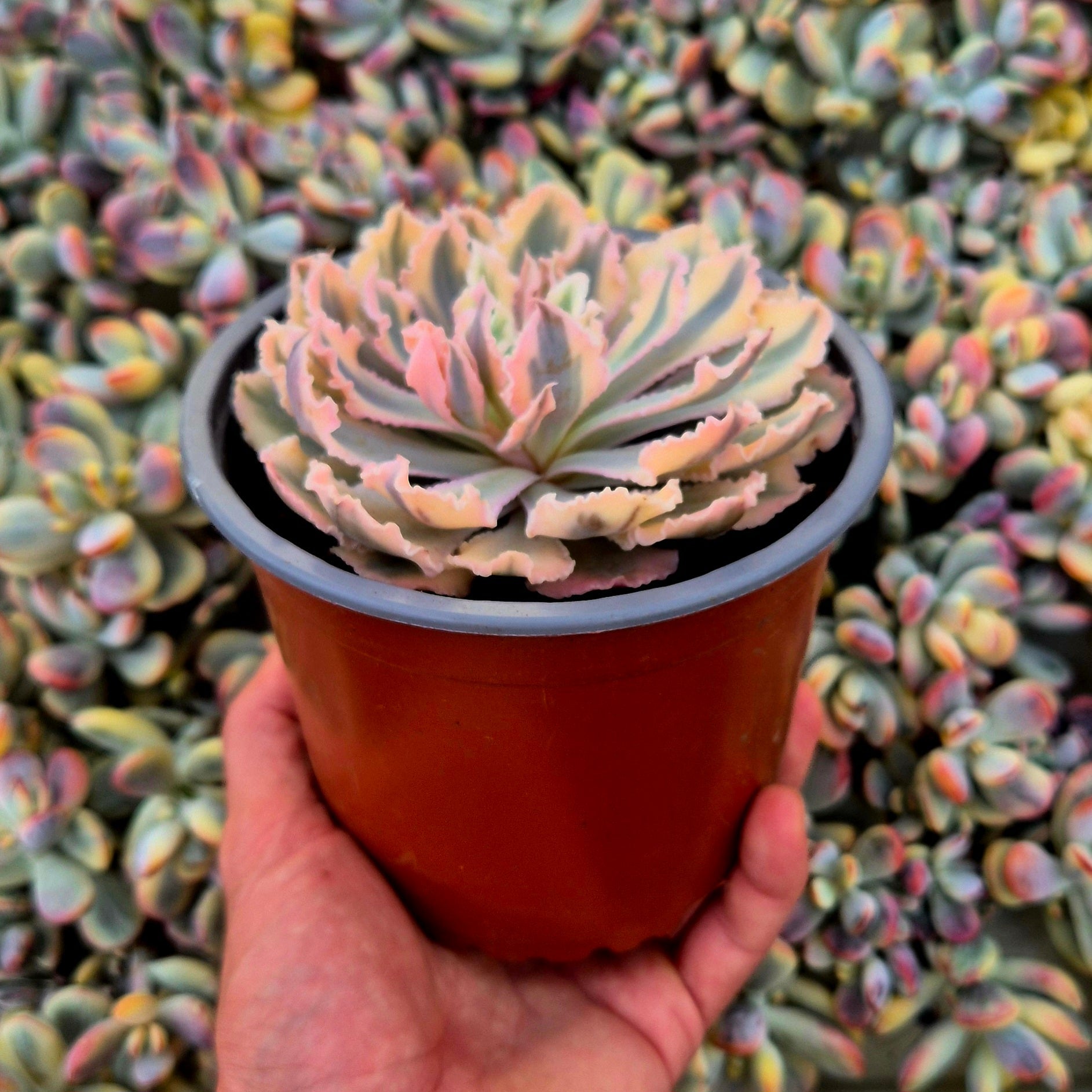 Echeveria ’Neon Breakers’ variegada