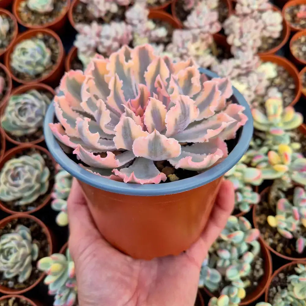 Echeveria ’Neon Breakers’ variegada
