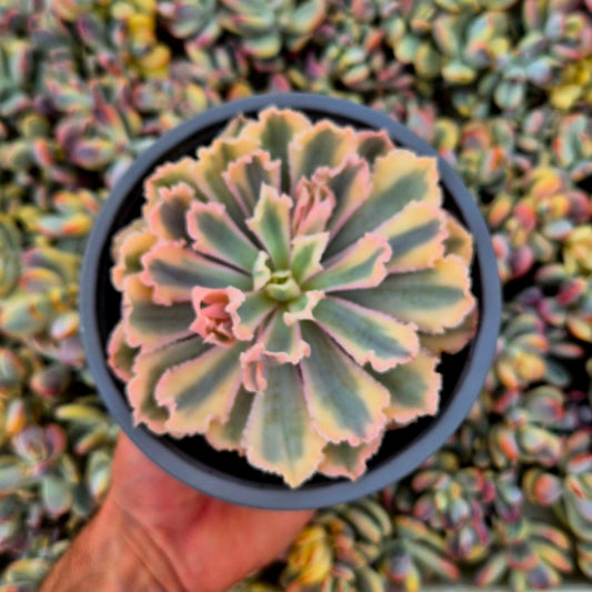 Echeveria ’Neon Breakers’ variegada