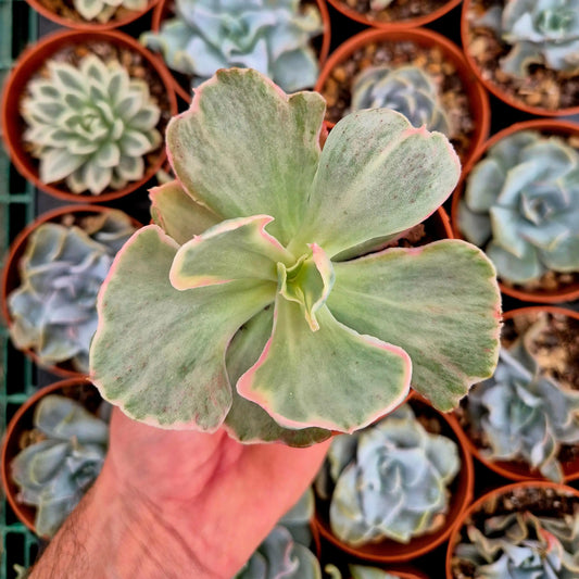 Echeveria ’Pink Angel’ variegada