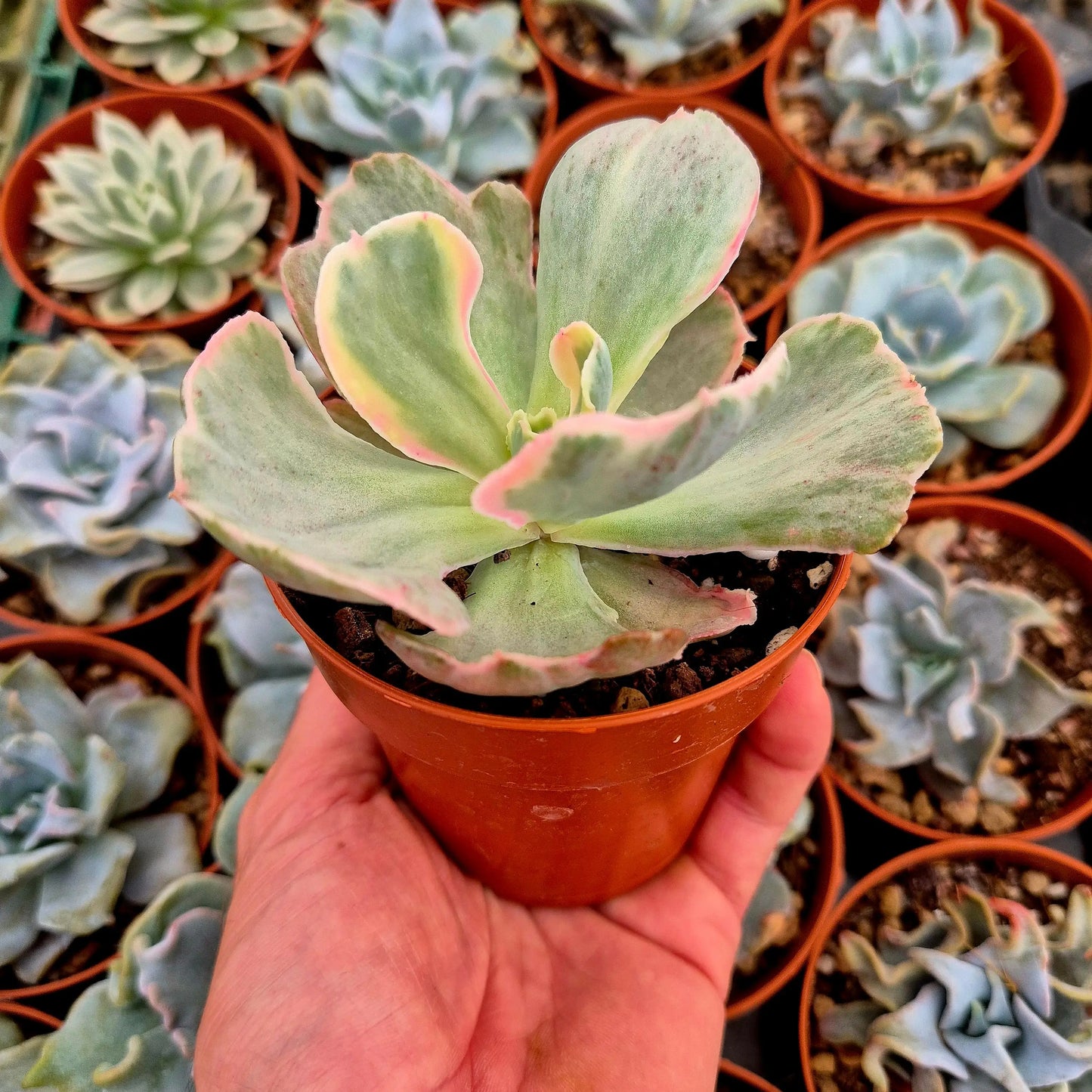 Echeveria ’Pink Angel’ variegada