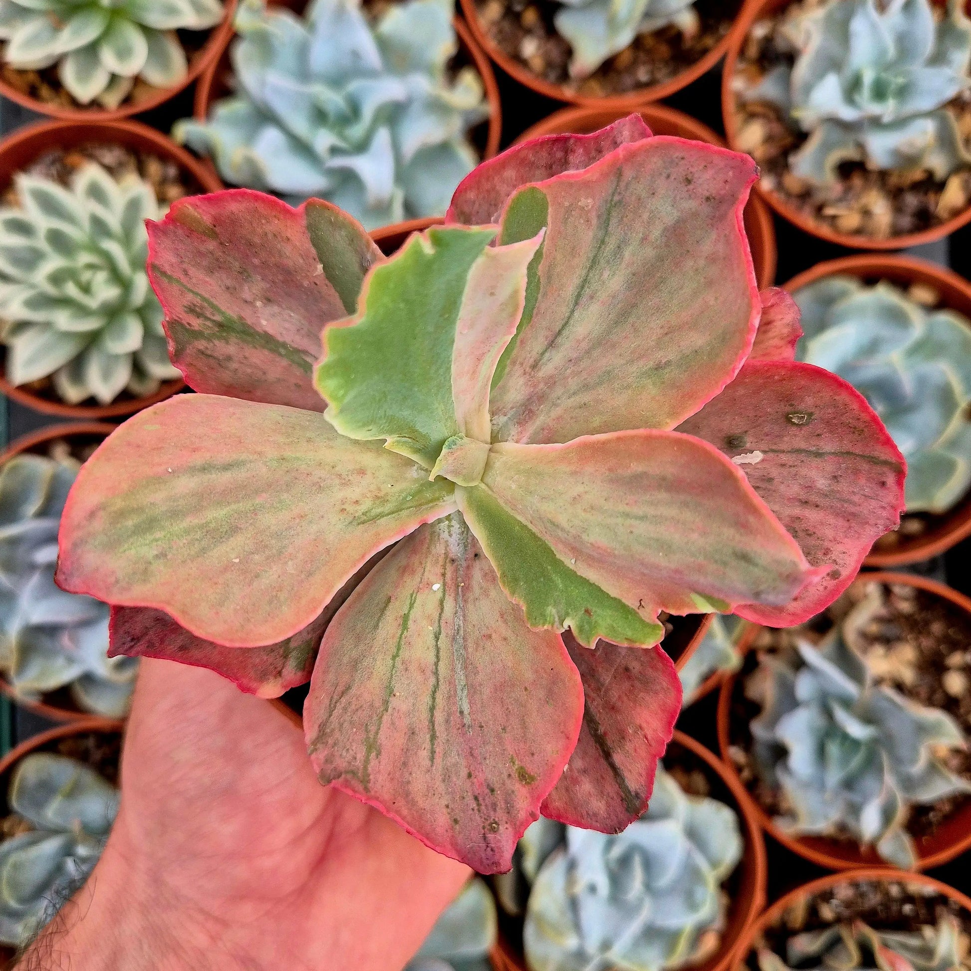 Echeveria ’Pink Blush’ variegada