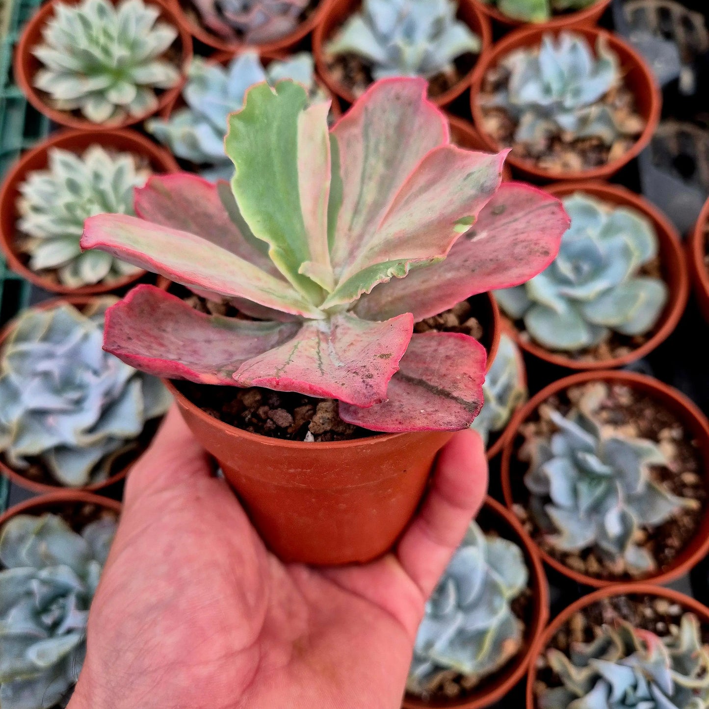 Echeveria ’Pink Blush’ variegada