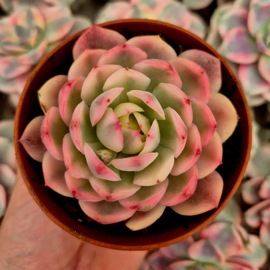 Echeveria ’Pink Crystal’ variegada