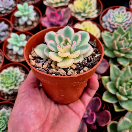 Echeveria ’Pink Crystal’ variegada