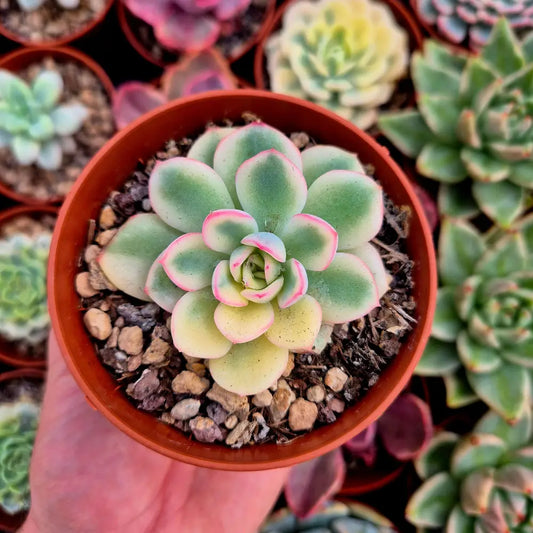 Echeveria ’Pink Crystal’ variegada