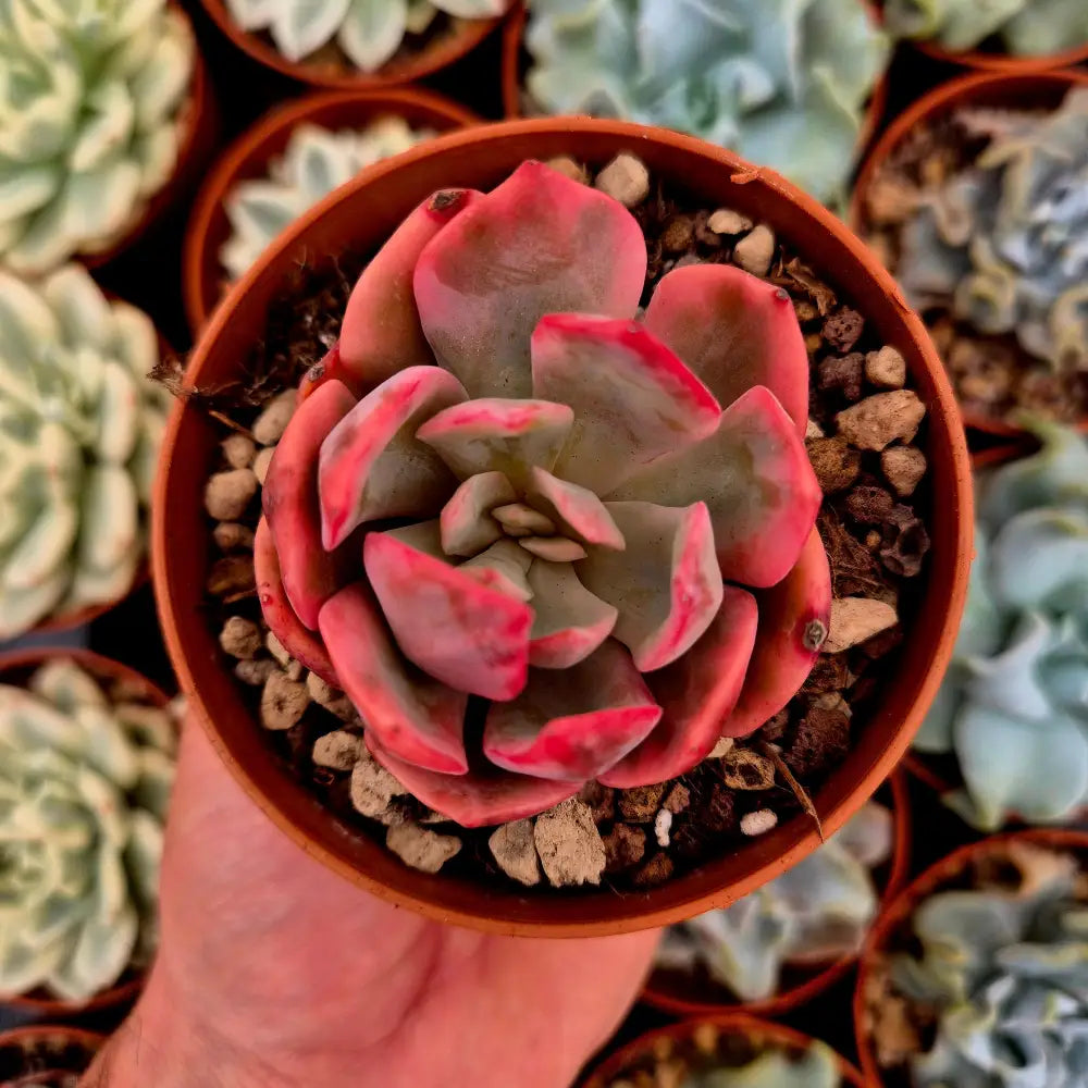 Echeveria ’Pink Harin’ variegada
