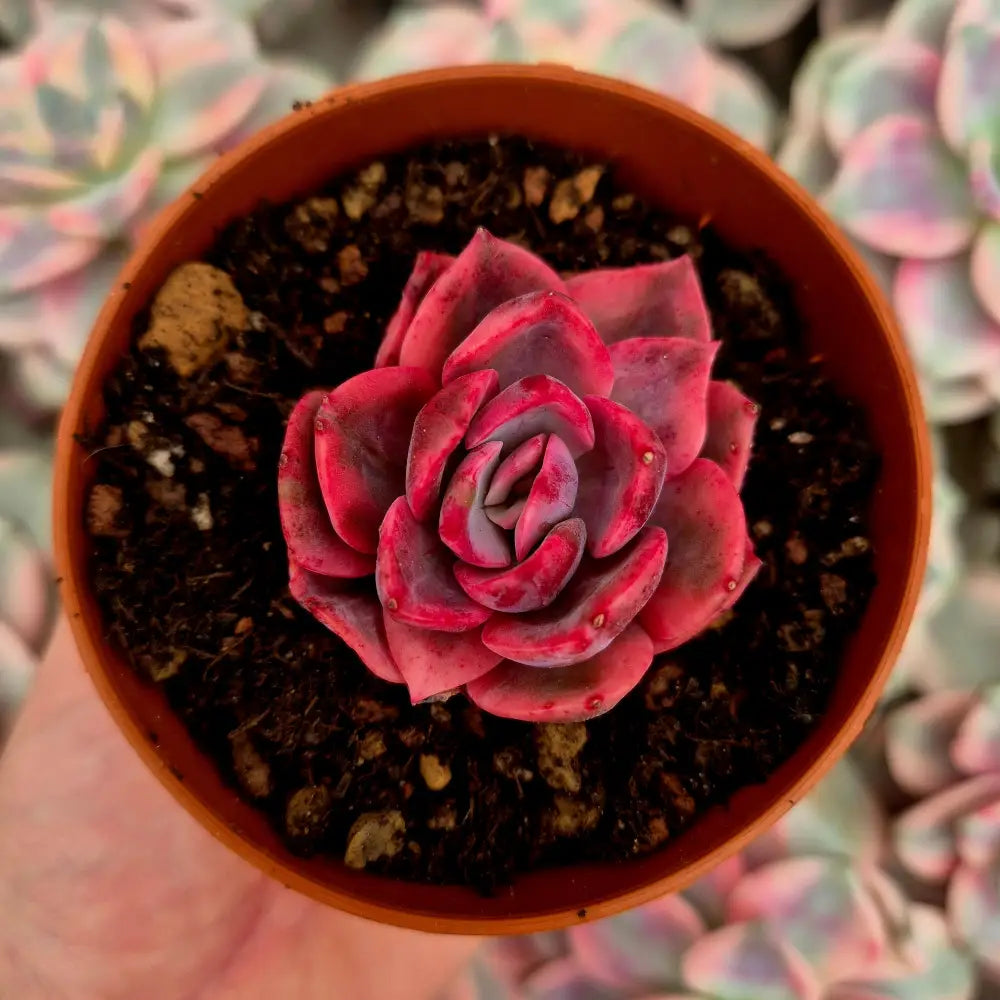 Echeveria ’Pink Harin’ variegada