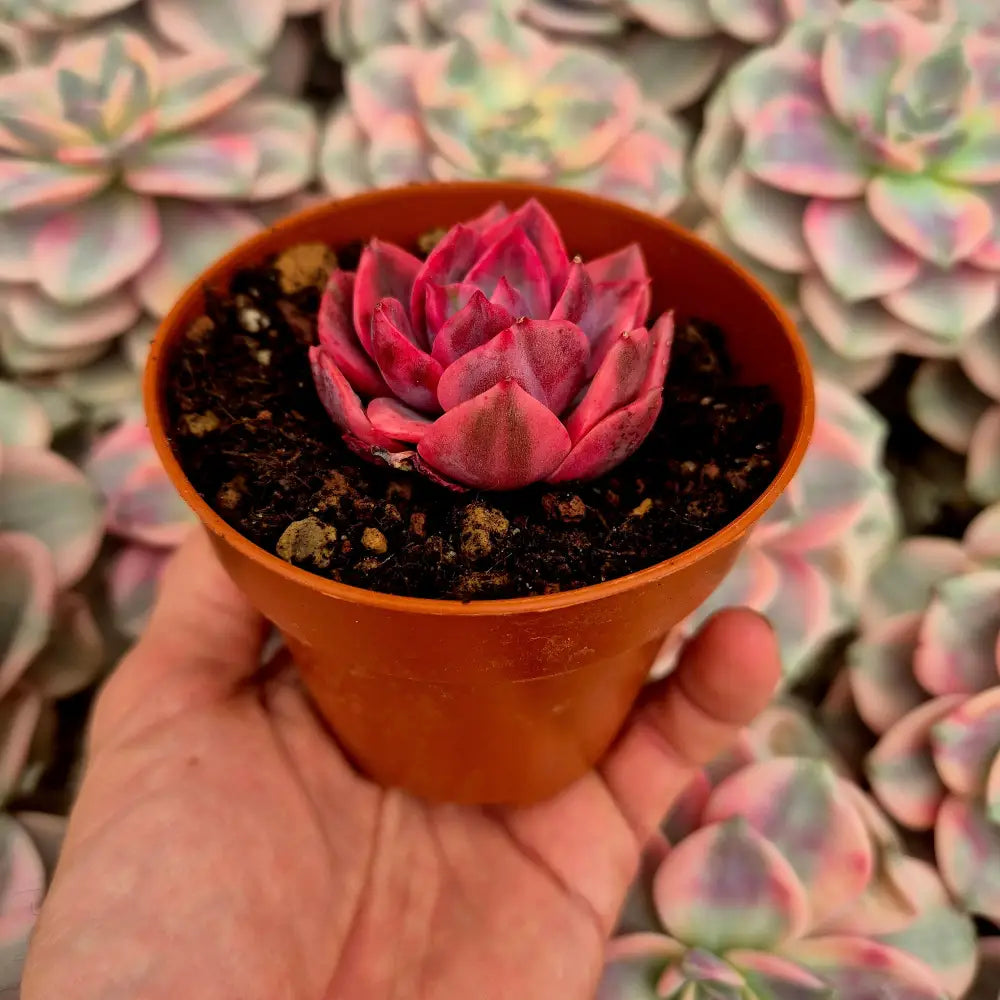 Echeveria ’Pink Harin’ variegada