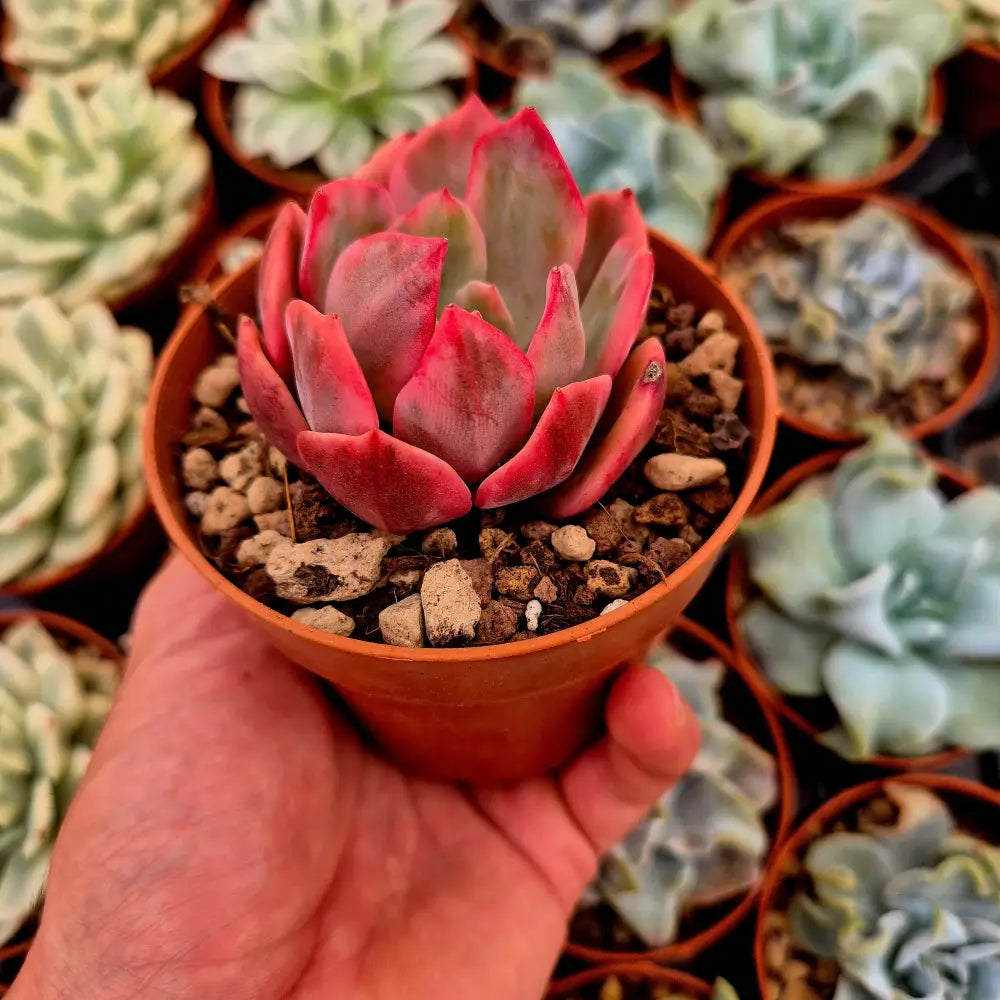 Echeveria ’Pink Harin’ variegada