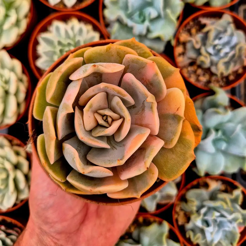 Echeveria ’Pollux’ variegada