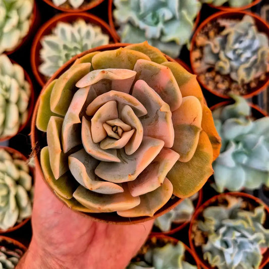Echeveria ’Pollux’ variegada