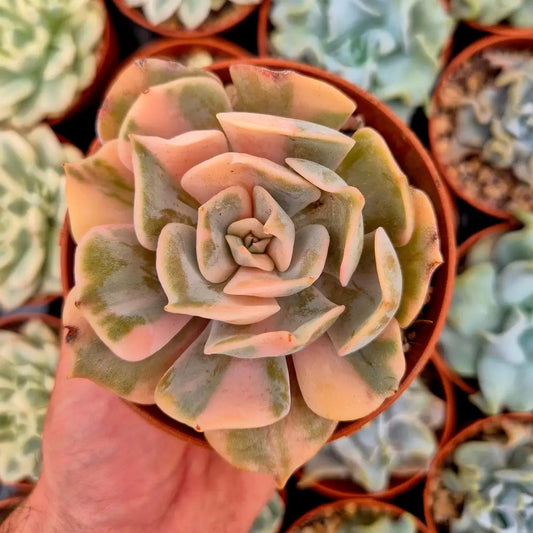 Echeveria ’Pollux’ variegada