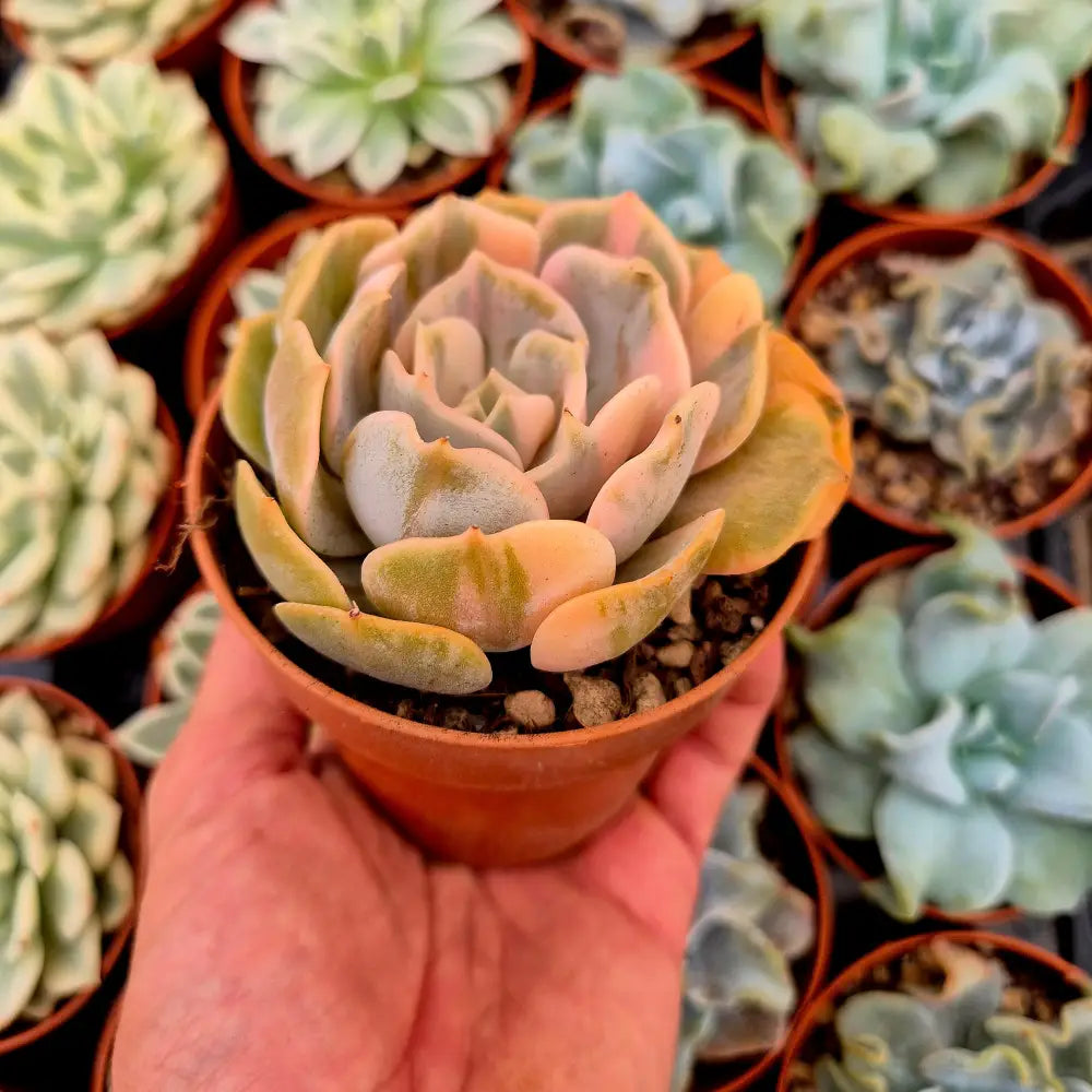 Echeveria ’Pollux’ variegada