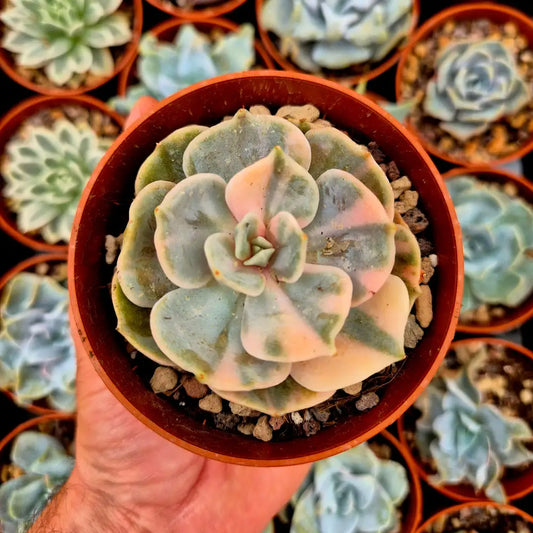 Echeveria ’Pollux’ variegada