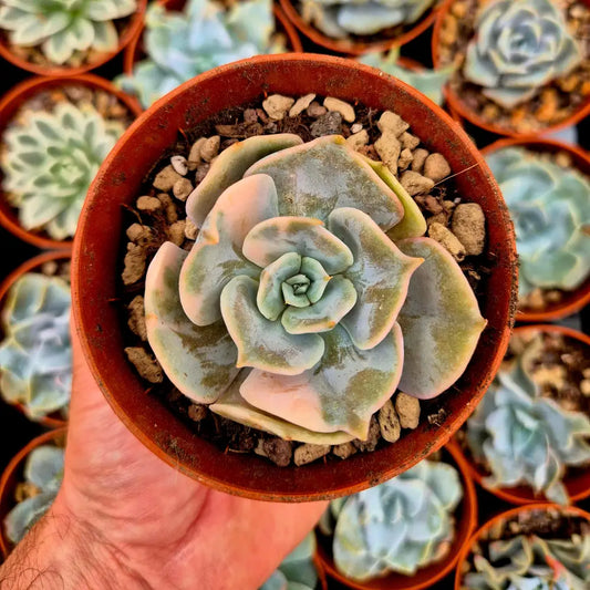 Echeveria ’Pollux’ variegada