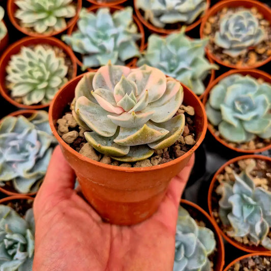 Echeveria ’Pollux’ variegada