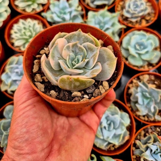 Echeveria ’Pollux’ variegada