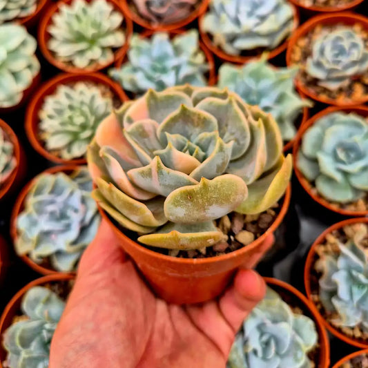 Echeveria ’Pollux’ variegada