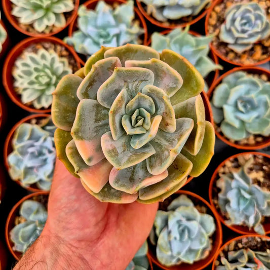 Echeveria ’Pollux’ variegada