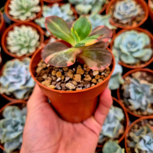 Echeveria ’Prima Donna’ variegada