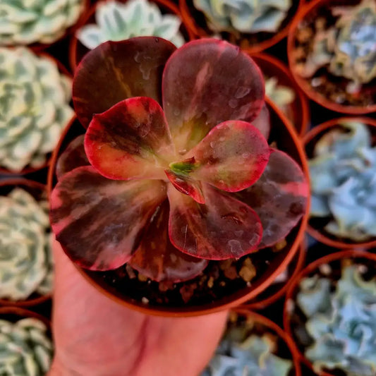 Echeveria ’Prima Donna’ variegada